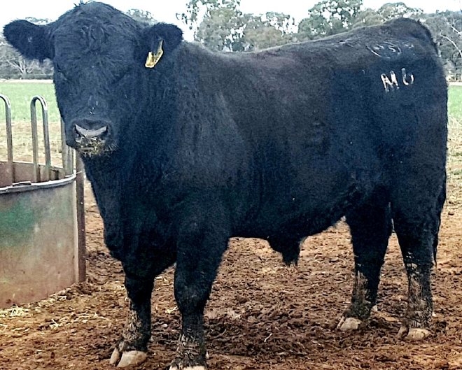 ANGUS STUD BULLS Farm Tender